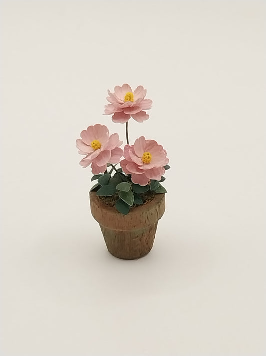 Camelia In Aged Clay Pot, Pink