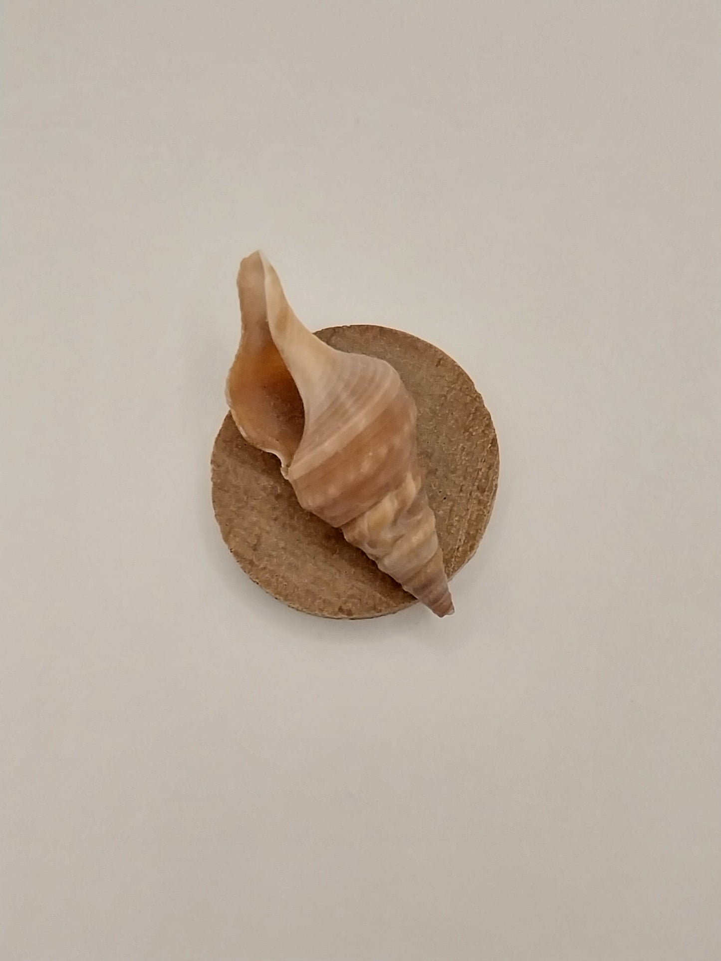 Shell Wall Plaque, Round, 1 Shell