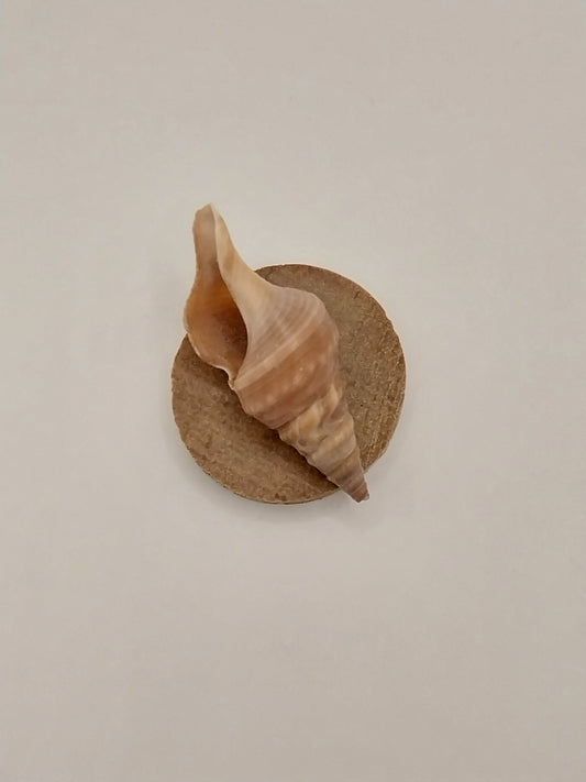 Shell Wall Plaque, Round, 1 Shell