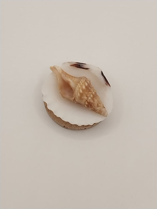 Shell Wall Plaque, Round, 2 Shells