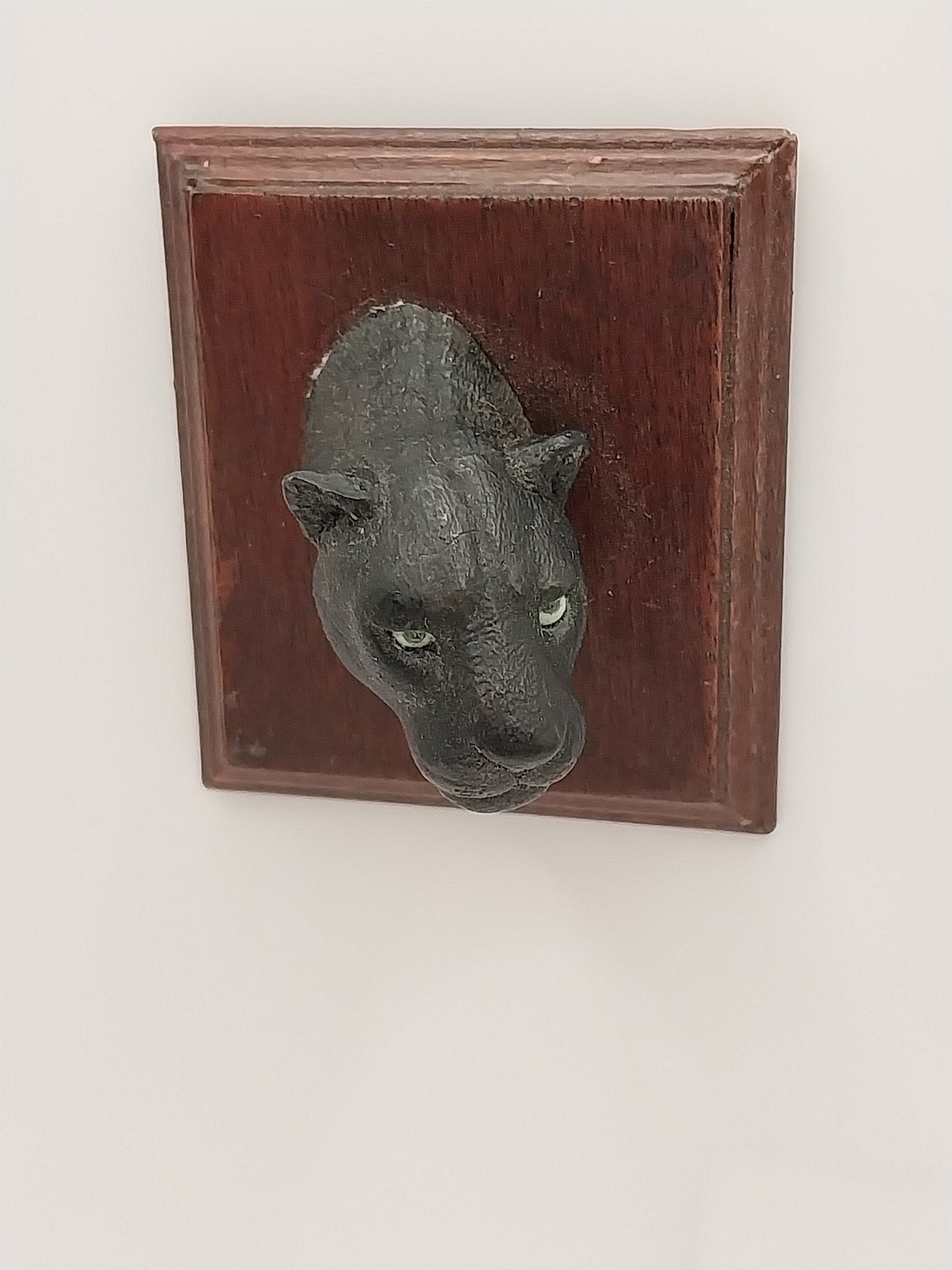 Mounted Cougar Head