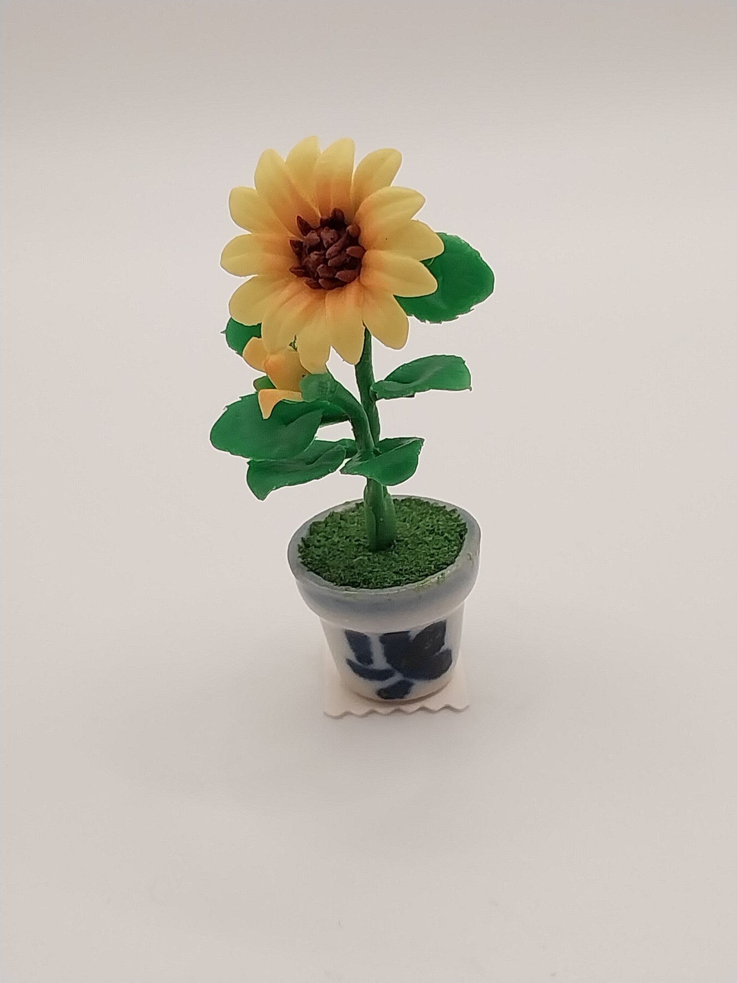 Sunflower in Pot