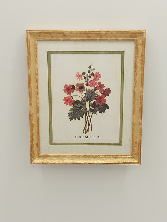 Framed Print, Primula, K