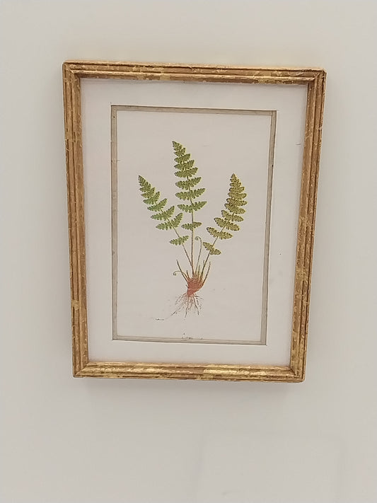 Framed Print, 3 Ferns, C