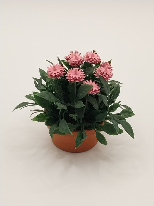 Pink Mums in Clay Pot