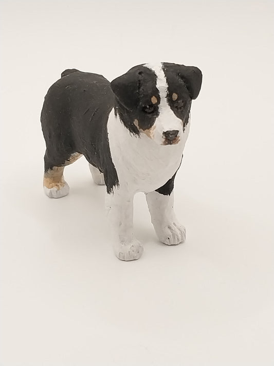 Mini Australian Shepherd Dog, Standing