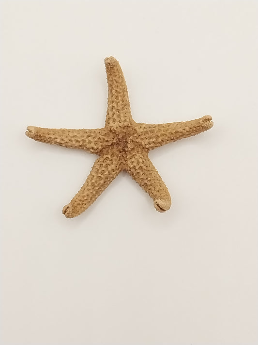 Star Fish, Real