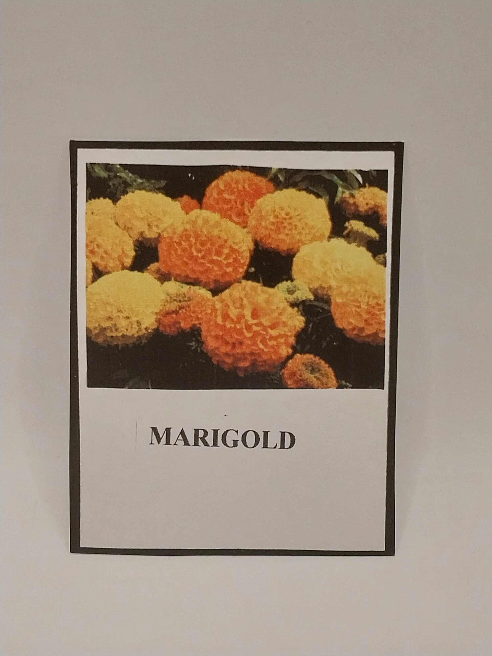 miniature marigold seeds Marigold Flower Kit – Miniature Designs, Inc