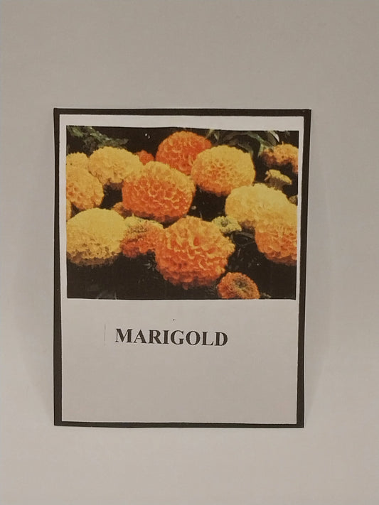 Marigold Flower Kit