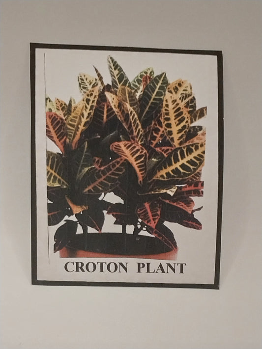 Croton Plant Kit