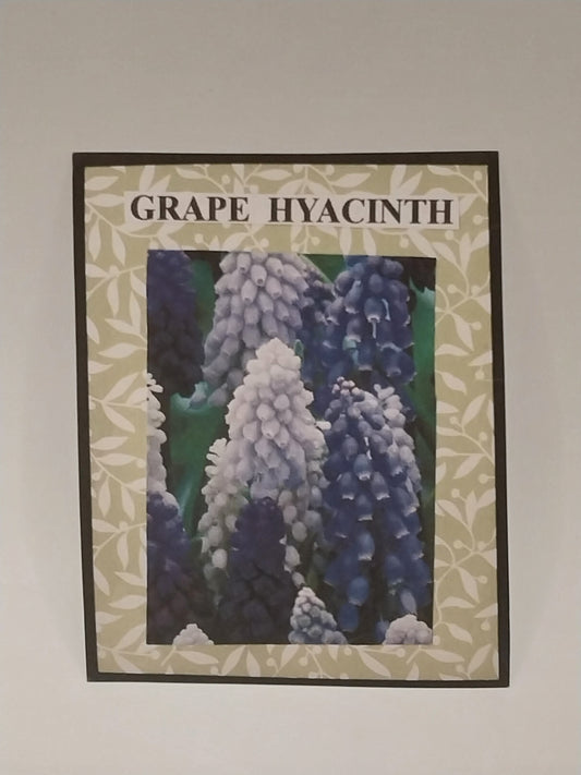 Grape Hyacinth Flower Kit