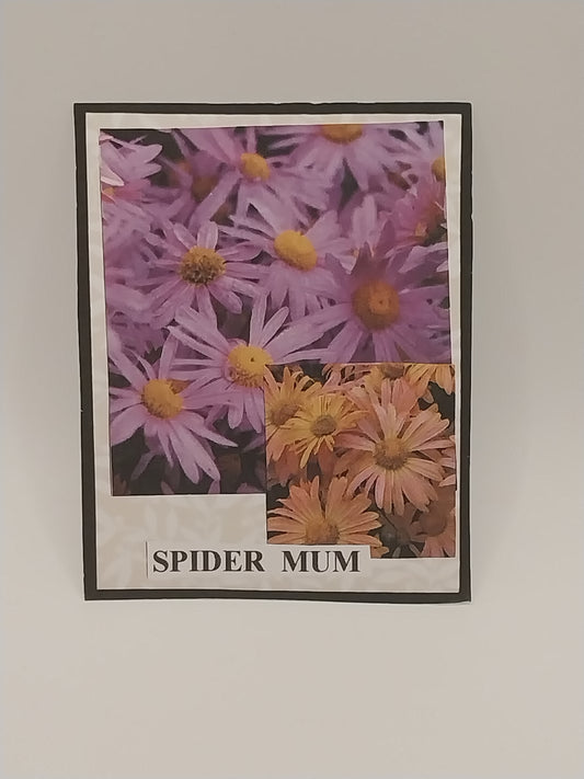 Spider Mum Flower Kit