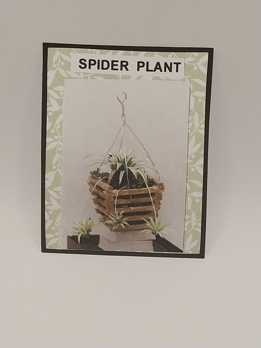 Spider Plant Kit