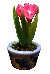 Pink Crocus in Pot