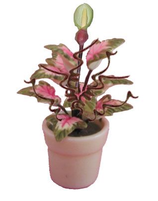 Caladium with Bud In Ceramic Pot