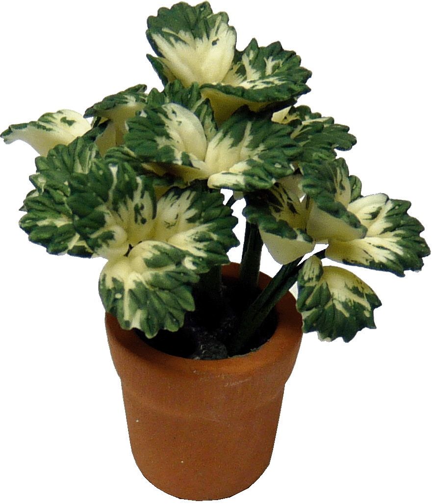 White Coleus Plant