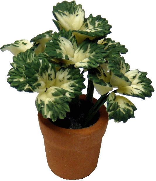 White Coleus Plant