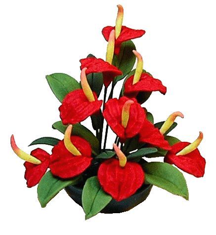 Red Anthurium In Planter