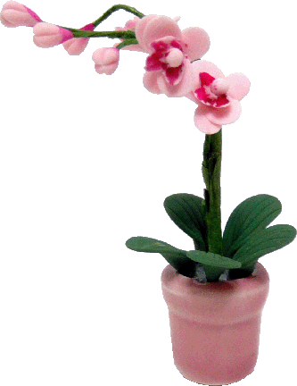 Pink Orchid Branch in Pot