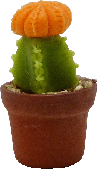 Orange Moon Cactus