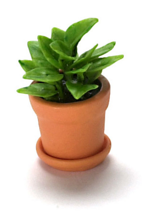 House Plant in Pot