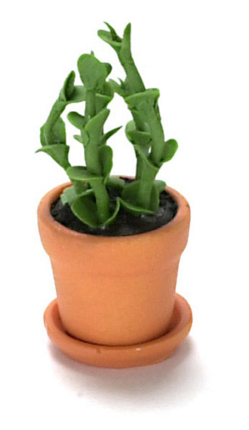 House Plant in Clay Pot & Saucer