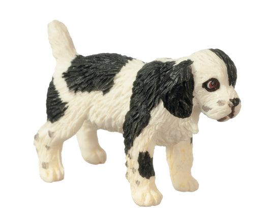 Puppy, Black & White Spaniel