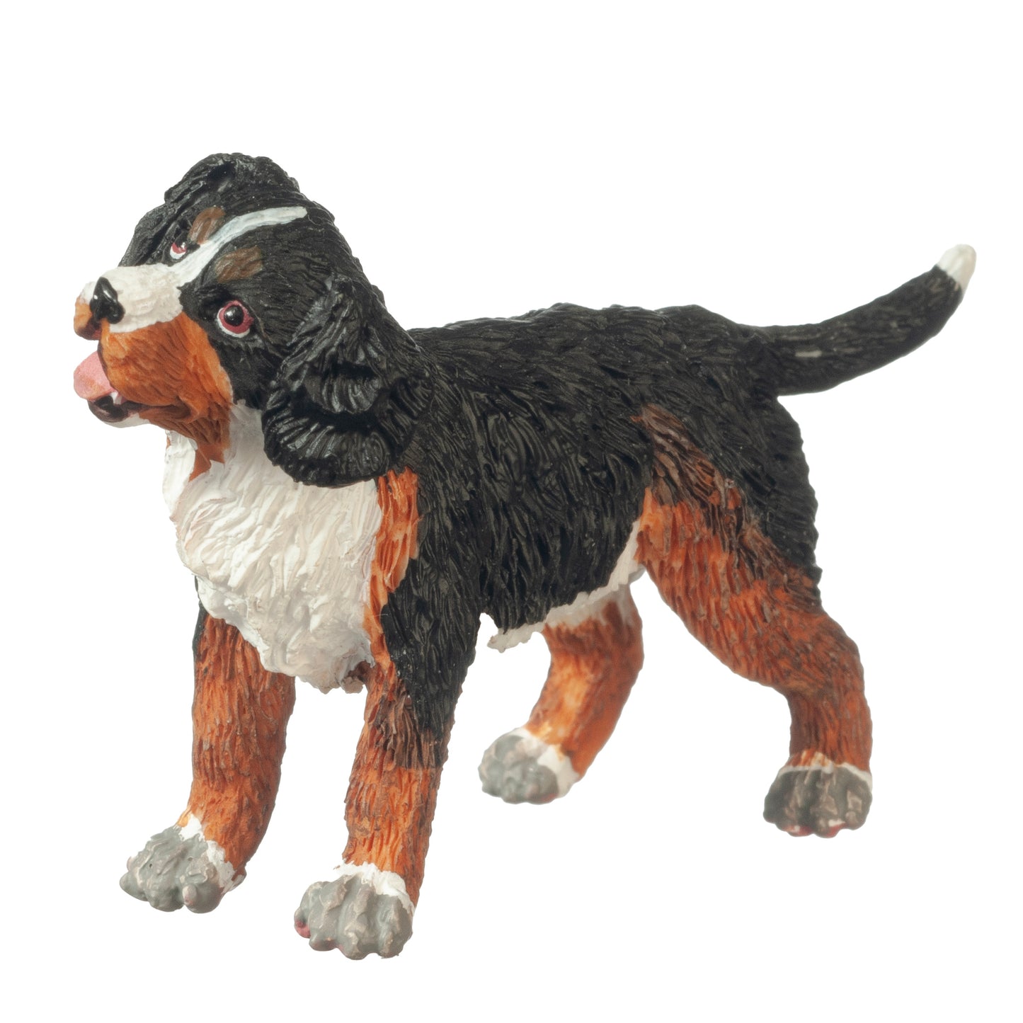 Puppy, Bernese Mountain, Standing