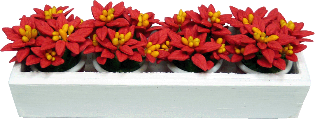 Poinsettias In White Window Box