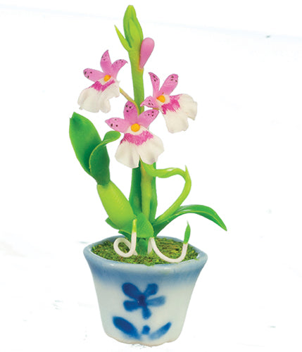 Oncidium Orchid, Red in a Blue & White Pot