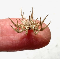 1/4" Scale Antler Chandelier Kit