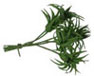 Green Grass Stems, 1pc