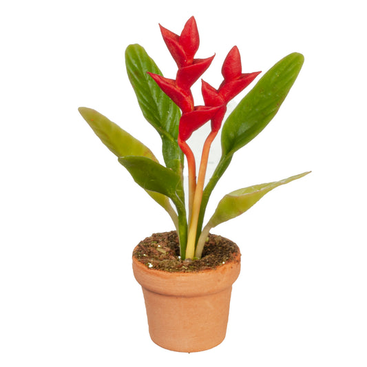 Crimson Bird Of Paradise In Pot