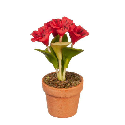 Red Flowers in Pot