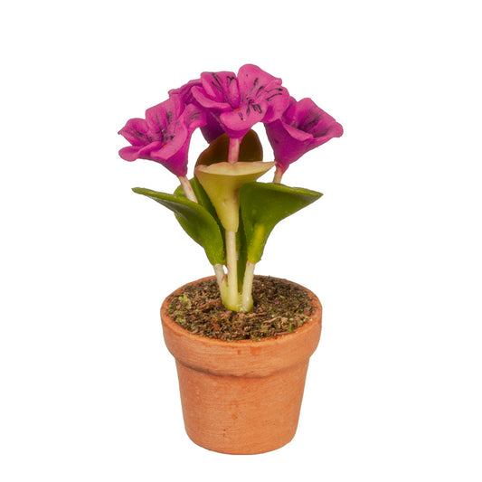 Fuchsia Flowers in Pot