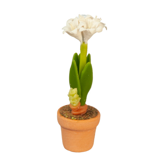 Amaryllis Flower In Pot, White