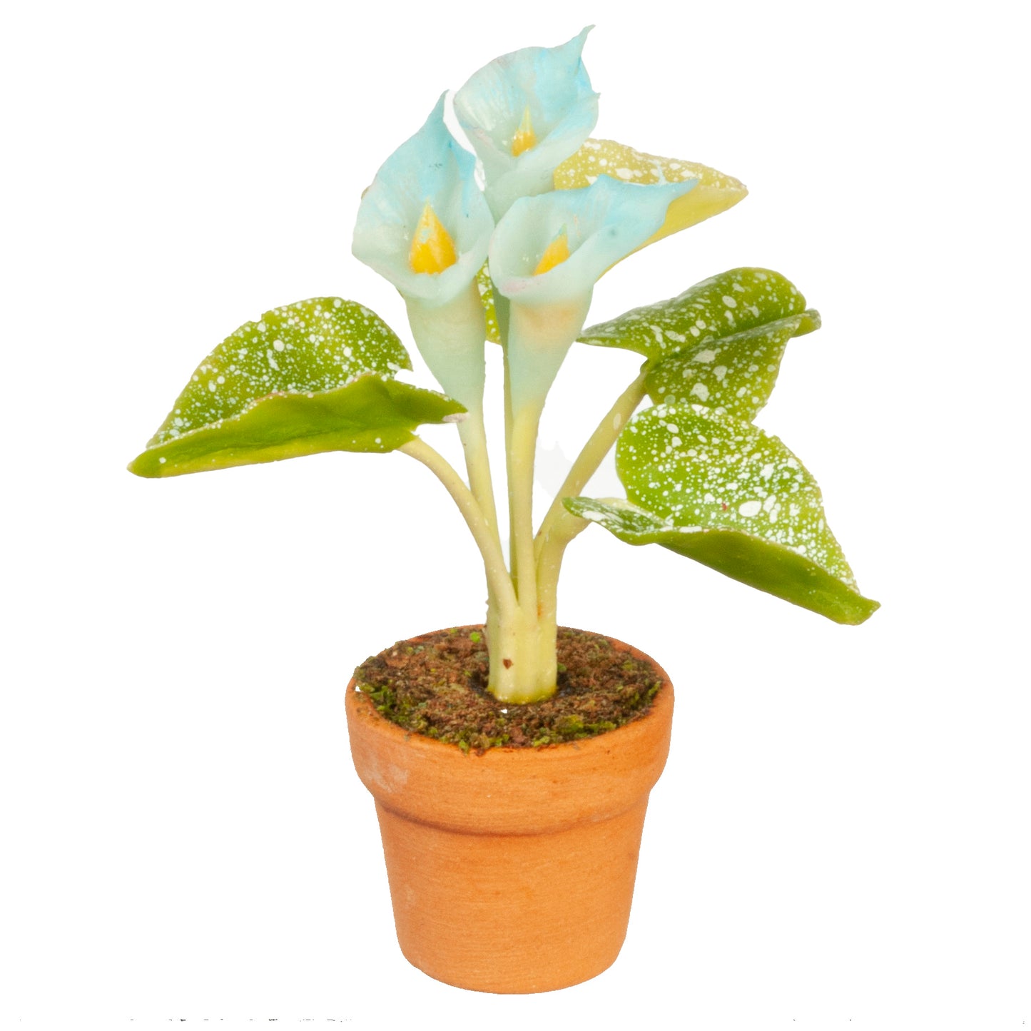 Blue Calla Lily In Pot