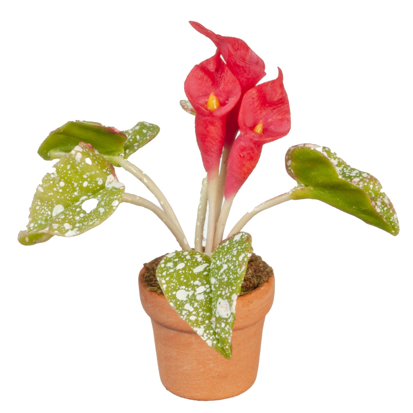 Calla Lily In Pot, Red