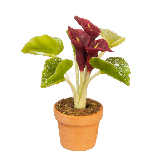 Calla Lily Flower In Pot, Purple