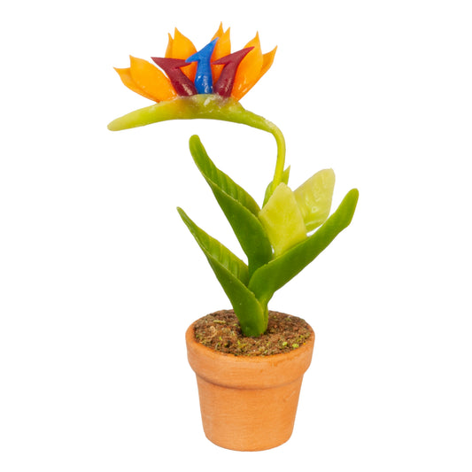 Bird Of Paradise Flower In Pot, Orange