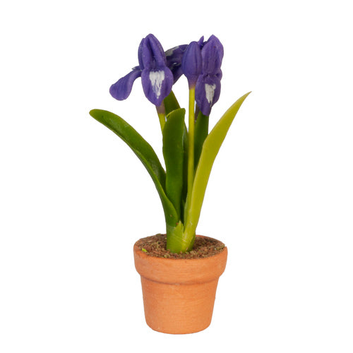 Iris In Pot, Purple