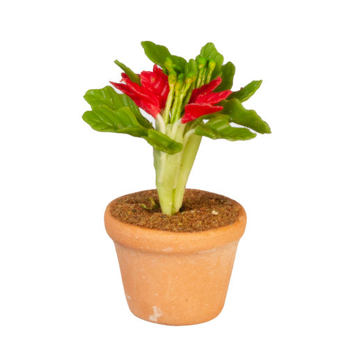 Potted Plant, Green & Red