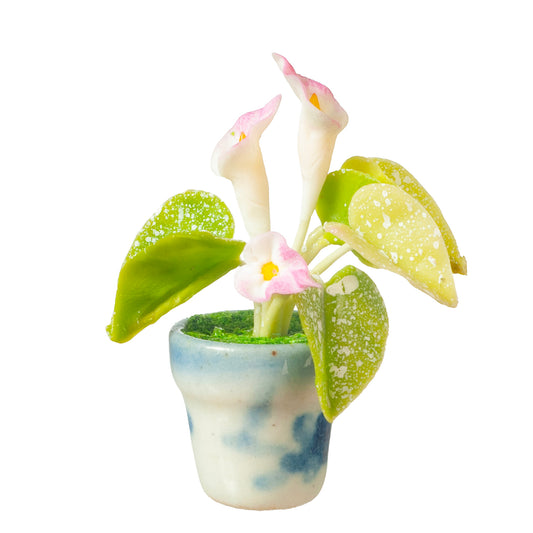 Calla Lily In Pot, Pink & White