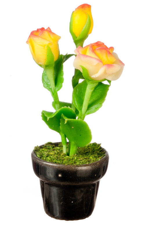 Roses In Pot, Yellow