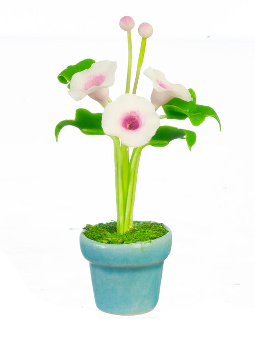 Morning Glories In Pot, White