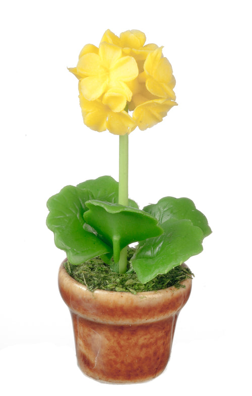 Allium Flower In Pot, Yellow