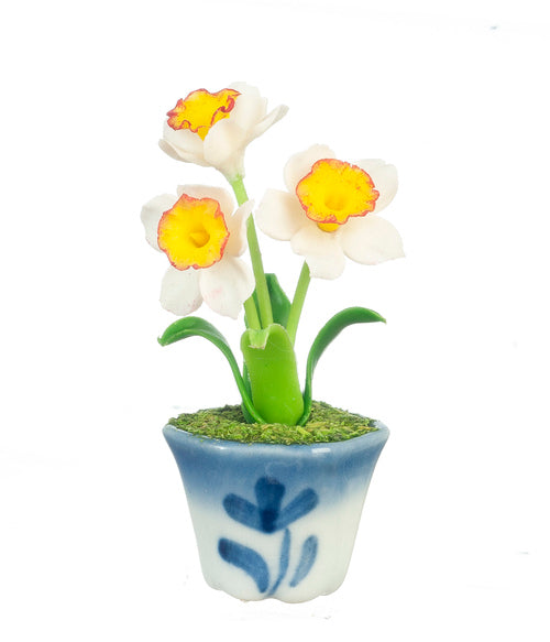 Daffodils In Pot, White & Yellow