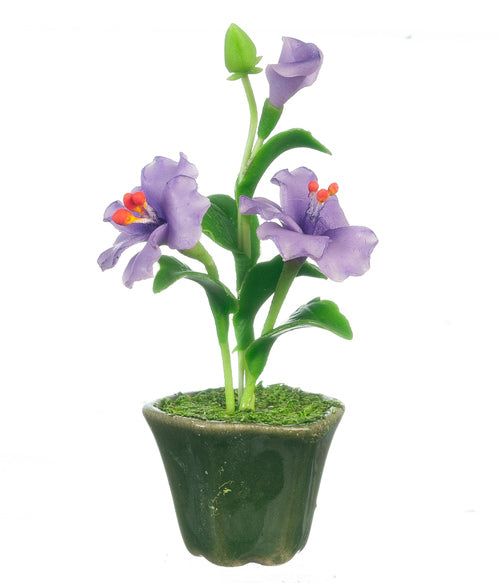 Hibiscus in Pot, Violet