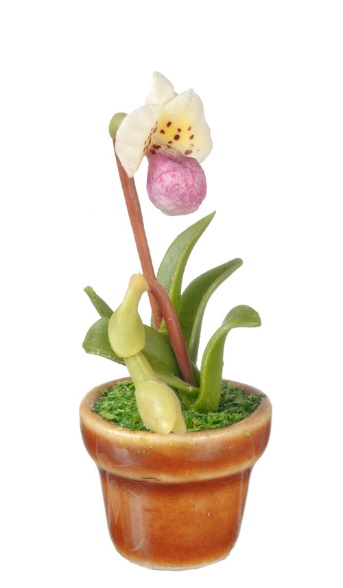 Paphiopedilum Orchid In Pot, White