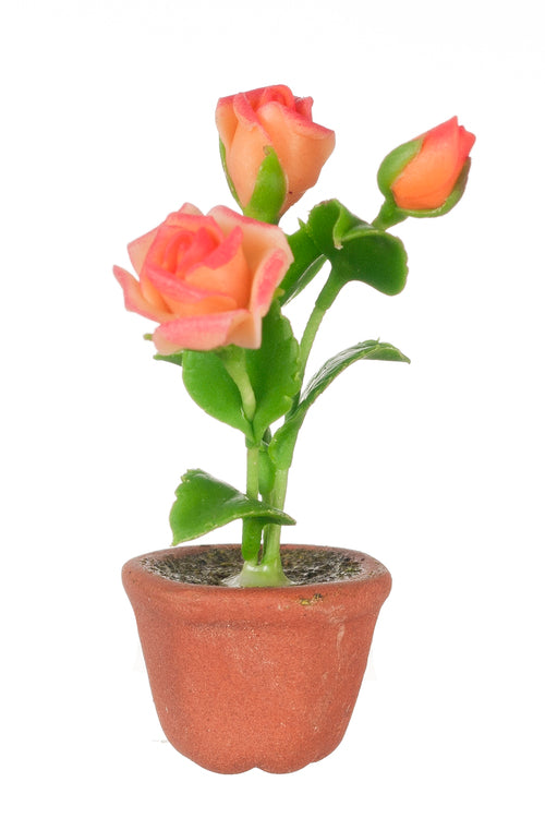 Roses In Pot, Orange